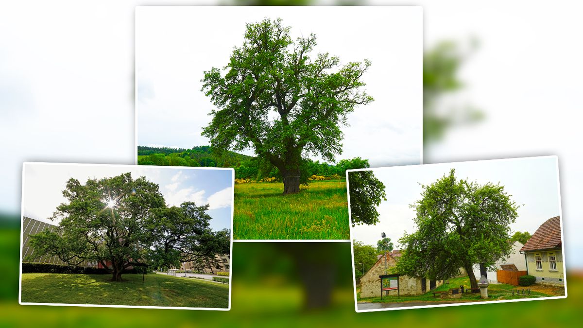 Českým Stromem roku se letos stala hrušeň hnilička